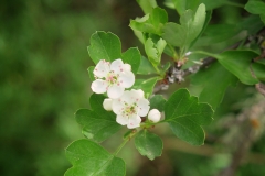 Crataegus monogyna (Majuelo)