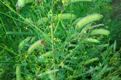 Cystus scoparius (Retama)