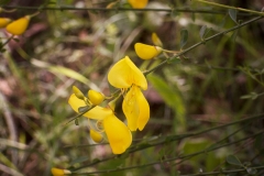 Cytisus scoparius (Retama)