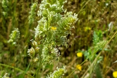 Dactylis glomerata (Pasto ovillo)