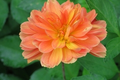 Dahlia pinnata (Dalia)