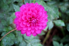 Dahlia pinnata (Dalia)