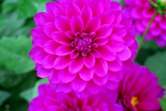 Dahlia pinnata (Dalia)