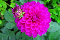 Dahlia pinnata (Dalia)