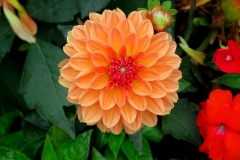 Dahlia pinnata (Dalia)