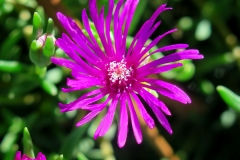 Delosperma cooperi (Rayito de sol)