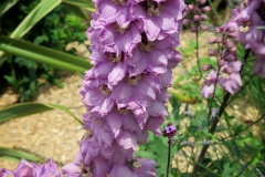 Delphinium elatum (Espuela de caballero)