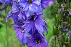 Delphinium elatum (Espuela de caballero)