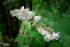 Deutzia crenata