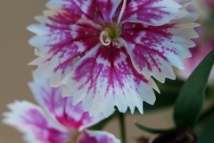 Dianthus barbatus (Clavel imperial)