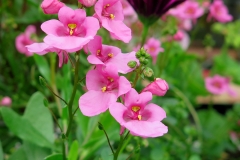 Diascia rigescens (Reina rosada)