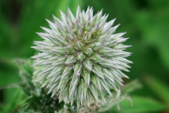 Echinops bannaticus (Cardo globo azul)