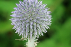 Echinops bannaticus (Cardo globo azul)