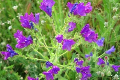 Echium plantagineum (Viborera)-mn