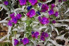 Echium sabulicola (Viborera maritima)