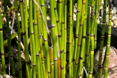 Equisetum hyemale (Cola de caballo)