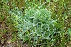 Eryngium campestre (Cardo corredor)