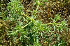 Eryngium campestre (Cardo corredor)