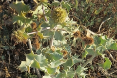 Eryngium maritimum (Cardo maritimo)