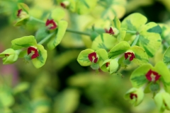 Euphorbia martini (Tartago de Martin)
