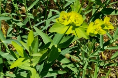 Euphorbia serrata (Lechetrezna aserrada)