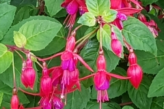 Fuchsia magellanica (Pendientes de la reina)