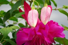 Fuchsia stradishii (Bailarina)