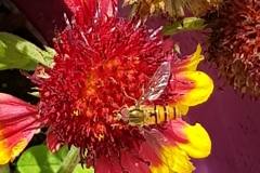Gaillardia aristata (Gaillardia)