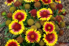 Gaillardia aristata (Gallardía)