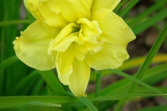 Hemerocallis minor (Azucena chica)