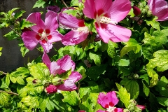 Hibiscus syriacus (Rosa de Siria)