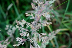 Holcus lanatus (Heno blanco)