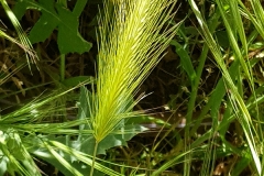 Hordeum murinum (Cebadilla silvestre)