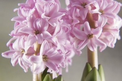 Hyacinthus (Jacinto)