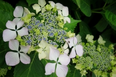 Hydrangea macrophylla (Hortensia)