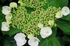 Hydrangea sp. (Hortensia)
