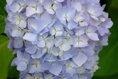 Hydrangea sp. (Hortensia)