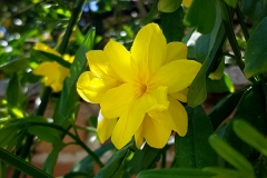 Jasminum mesnyi (Jazmín amarillo)