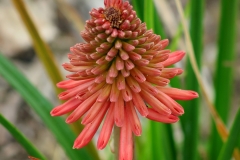 Kniphofia uvaria (Antorcha)