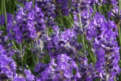 Lavandula angustifolia (Lavanda)