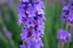 Lavandula angustifolia (Lavanda)