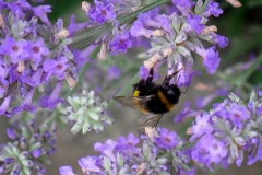 Lavandula angustifolia (Lavanda)