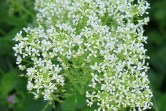 Lepidium draba (Capellanes)