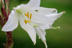 Lilium candidum (Azucena)