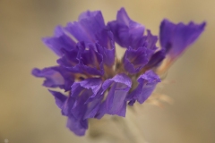 Limonium sinuatum (Siempreviva azul)