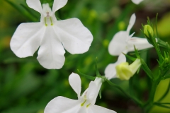 Lobelia erinus (Lobelia azulada)