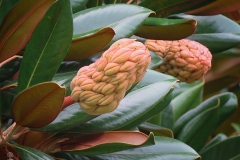 Magnolia grandiflora (Magnolio)
