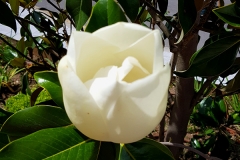 Magnolia virginiana (Magnolio) flor