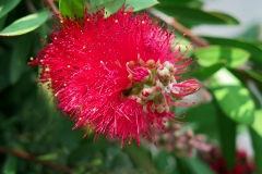 Melaleuca rugulosa (Calistemo)