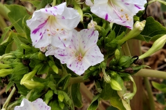 Mirabilis jalapa (Don Diego de noche)